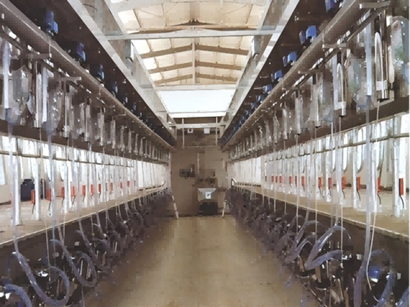 Electric Measuring ParallelOuick Release Milking Parlor