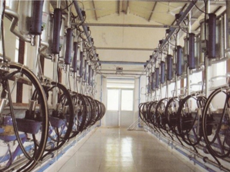 Sala de ordeño con descopaje automático tipo espina de pescado y medición electrónica